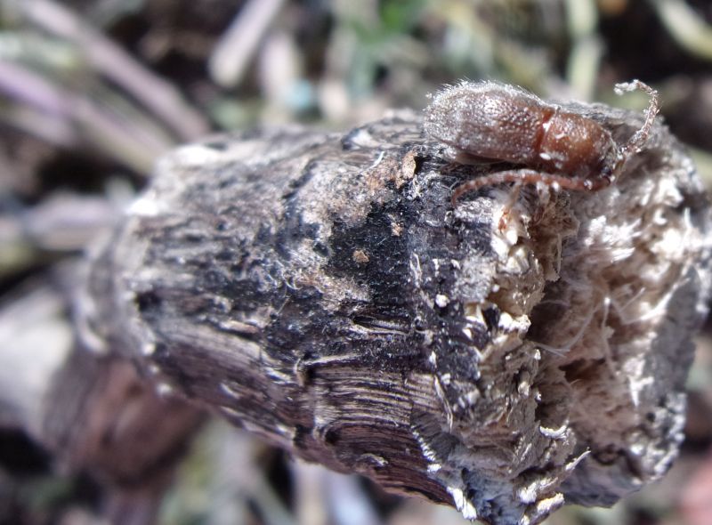 Parmena solieri Mulsant, Cerambycidae